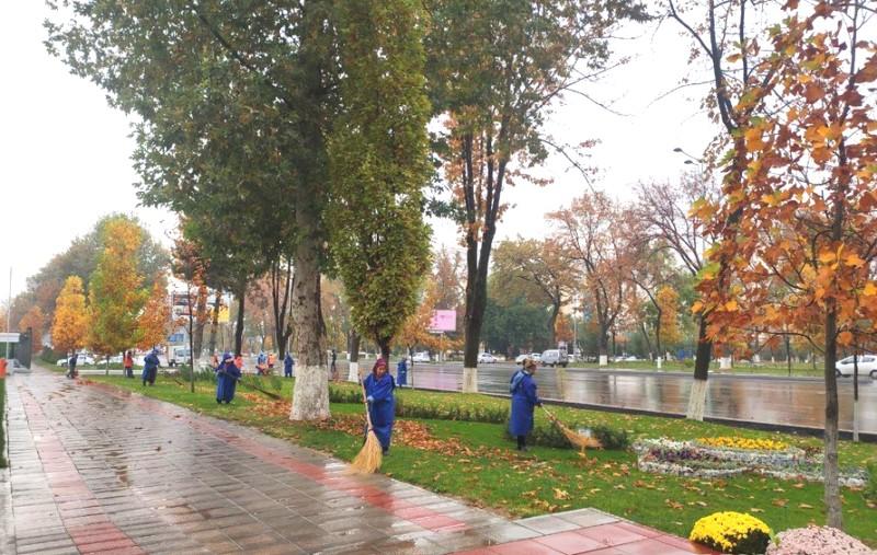 О городском озелении и каким оно будет в Ташкенте будущего — «Древесное лобби»